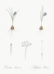 Crocus illustration 