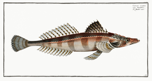 Cottus scaber