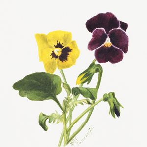 Pansies 1875