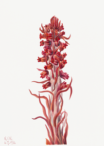 Snow Plant Sarcodes sanguinea 1930