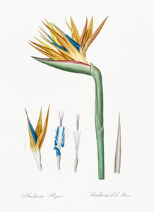 Bird of paradise illustration 