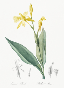 Bandana of the everglades illustration 