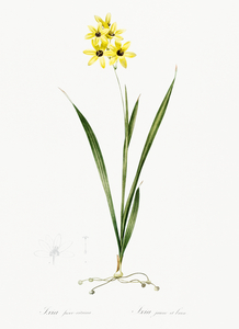Ixia fusco citrina illustration 