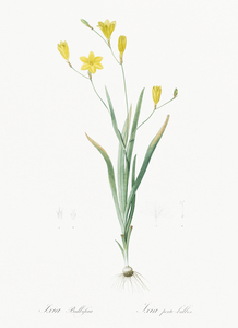 Ixia bulbifera illustration 