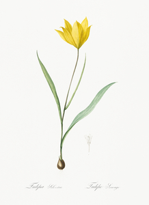 Tulipa sylvestris illustration 