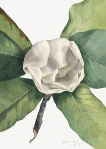 Southern Magnolia Magnolia grandiflora 1918