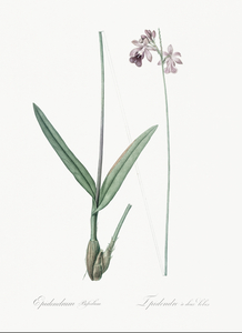 Epidendrum bifidum illustration 