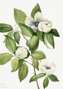 Virginia Stewartia Stewartia malachodendron 1925