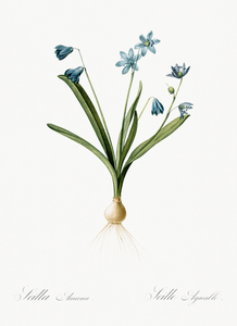 Scilla amoena illustration 