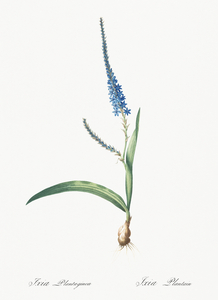 Ixia plantaginea illustration 