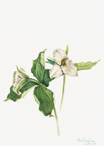 Wake–Robin Trillium grandiflorum 1918
