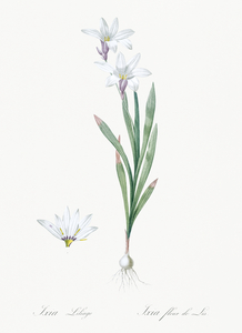 Ixia Liliago illustration 