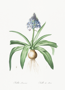 Portuguese squill illustration 