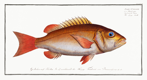 Dogs-tooth Sparus Cynodon