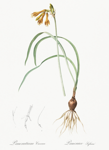 iPancratium croceum llustration 