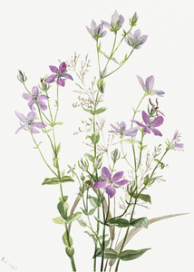 Gentianacease sabbalia angularis 1880