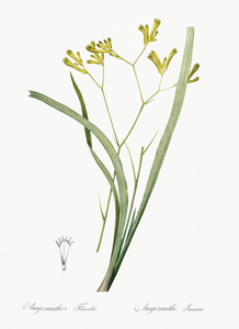 Anigozanthos flavida illustration 