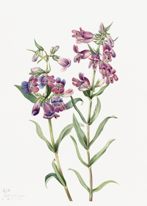 Prairie Pentstemon Pentstemon erianthera 1923