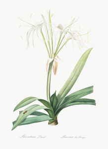 Pancratium littorale illustration 