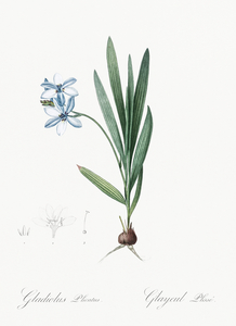 Gladiolus plicatus illustration 