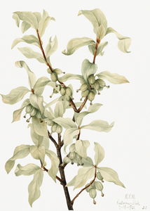 Silverberry Elaeagnus commutata 1922