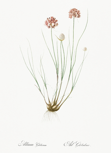 Allium globosum illustration 