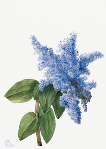 California Lilac Ceanothus thyrsiflorus 1935