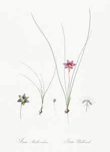 Crocus leaved romulea Ixia bulbocodium illustration 