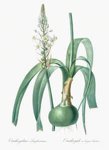 Pregnant onion illustration 