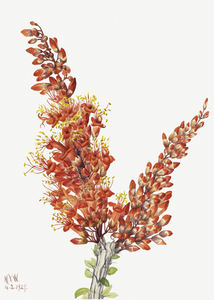 Ocotillo Fouquieria splendens 1927