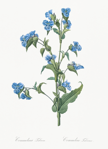 Commelina tuberosa illustration 
