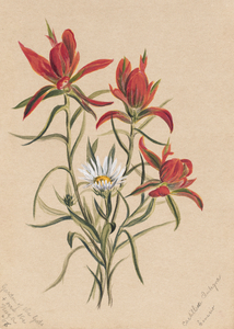 Indian Paintbrush Castilleja rhexifolia 1883