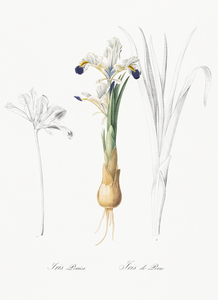 Iris Persica illustration 