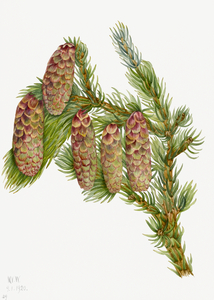 Douglas Fir Pseudotsuga mucronata 1923