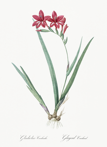 Gladiolus cardinalis illustration 