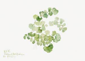 Puccoon Lithospermum ruderale 1923