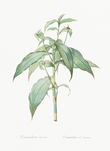 Commelina zanonia illustration 