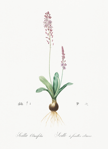Scilla obtusifolia illustration 