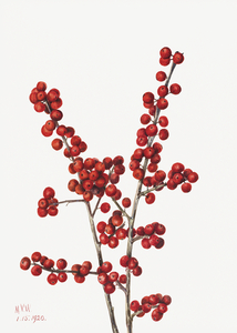Winterberry Ilex verticillata 1920