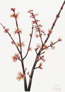 Red Maple Acer rubrum 1920