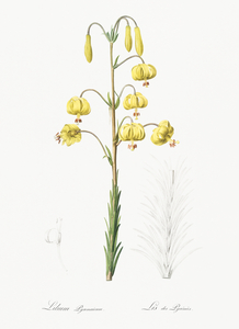 Lilium pyrenaicum illustration 