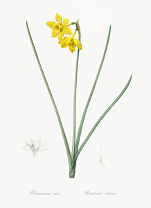 Narcissus odorus illustration 