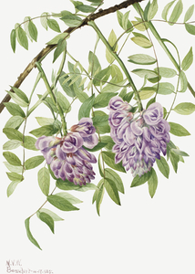 American Wisteria Kraunhia frutescens 1925