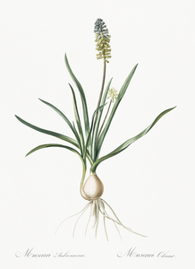 Muscari ambrosiacum illustration 