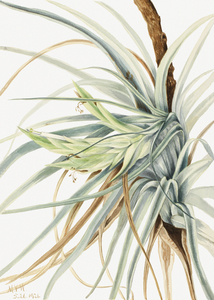 Wild Pineapple Tillandsia fasciculata 1921