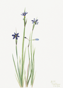 Blue-eyed-grass Sisyrinchium angustifolium 1920