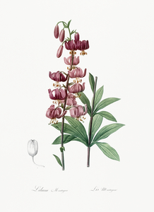 Lilium martagon illustration 