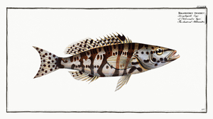 Checkred Holocentre Holocentrus tigrinus