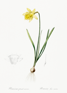 Lent lily illustration 