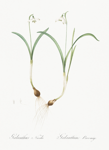 Snowdrop illustration 
